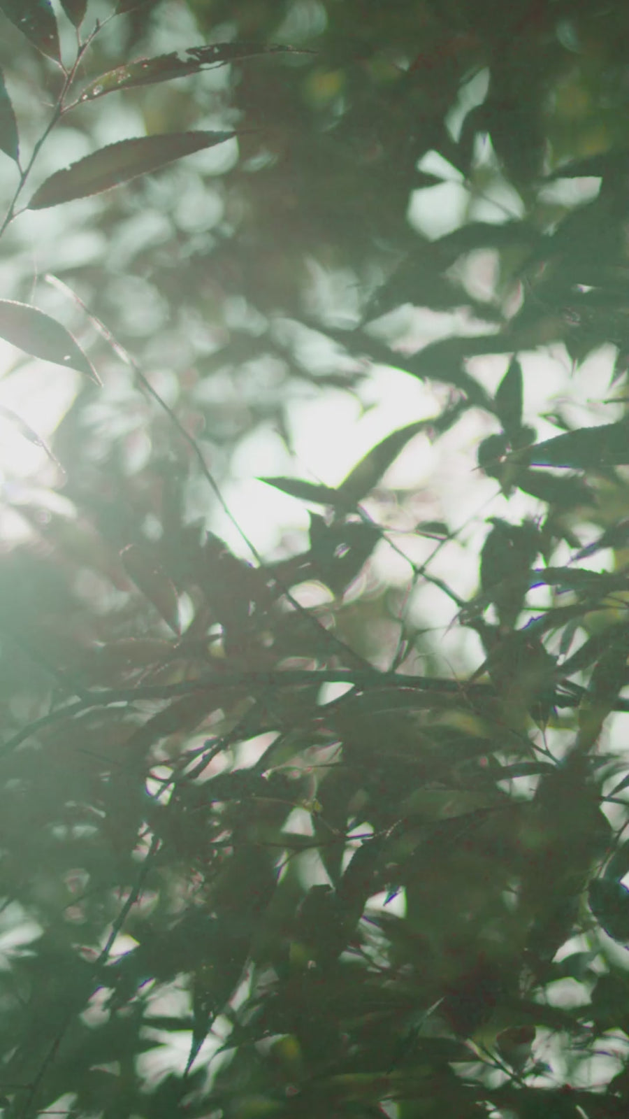 Daily After The Rain Collection