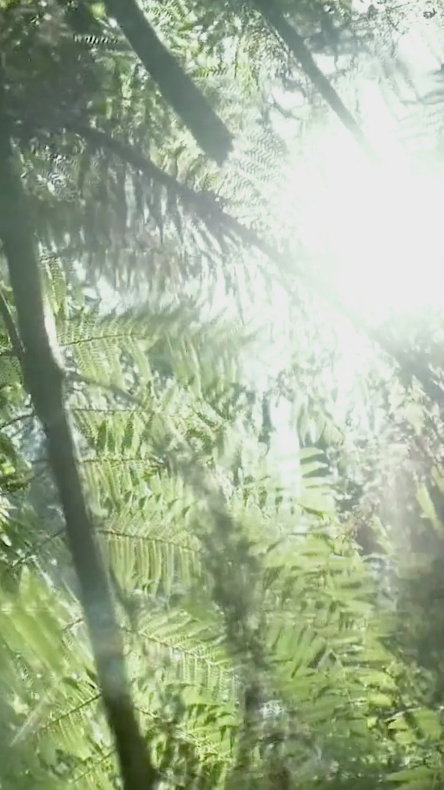 By Muse By Green Collection